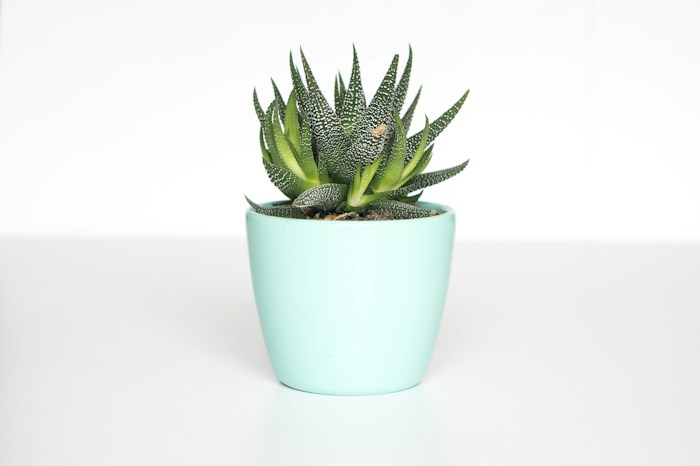 Little Green Desk Plant
